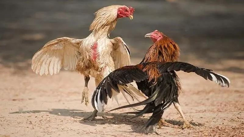 Đá Gà Cựa Sắt Là Gì? Khám Phá Kênh Xem Đá Gà Chất Lượng Cao BJ888 là một trong những địa chỉ chất lượng để xem chọi gà cựa sắt