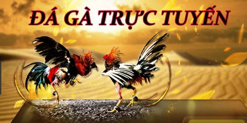 BJ888 Kênh Xem Đá Gà Trực Tiếp Chất Lượng Cao 2025 Chọi gà trực tiếp thu hút người chơi với chất lượng hình ảnh và âm thanh vượt trội