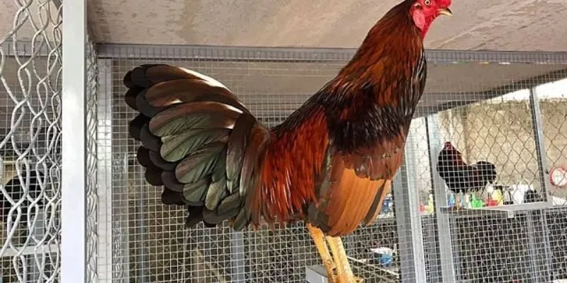 Đá gà cựa sắt đầy kịch tính và nghệ thuật chiến đấu Quá trình nuôi các chiến kê phức tạp