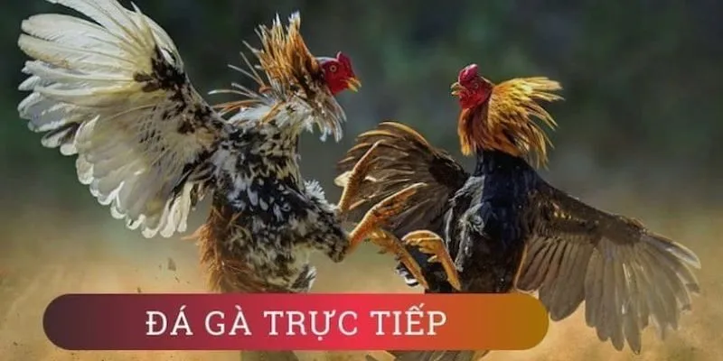 Sân đá gà được nhiều người tin tưởng