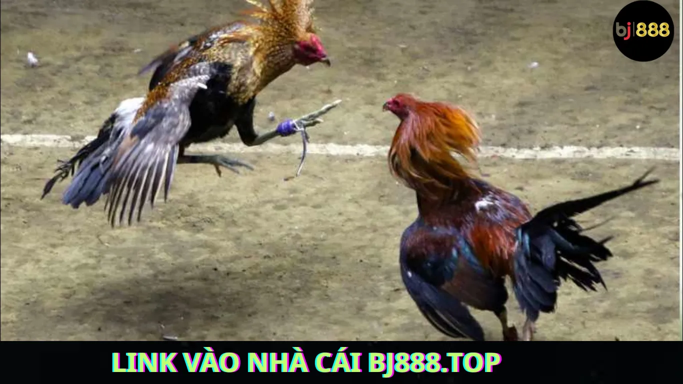 Link Vào Nhà Cái BJ888 Mới Nhất Không Bị Chặn Khám Phá Cổng Trò Chơi Hấp Dẫn Nhất