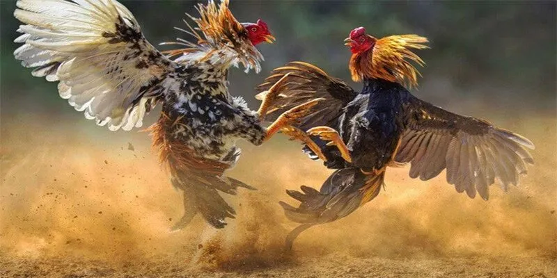 Đá gà trực tiếp C1
